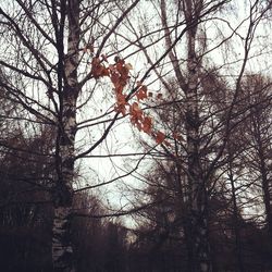 Low angle view of bare trees against sky