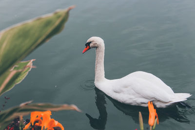 Swan swimming in lake