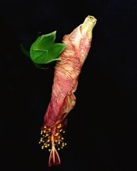 Close-up of flower over black background