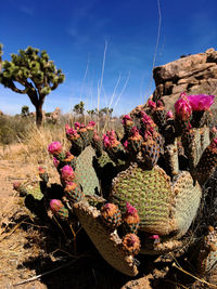 Close-up of pink flowering plants on field against sky