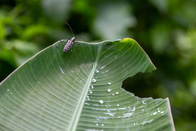 Close-up of insect on leaf