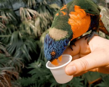 Close-up of hand holding parrot