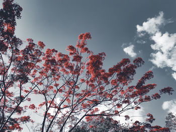 Low angle view of cherry blossoms against sky