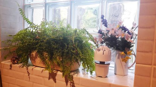 Close-up of potted plant on table