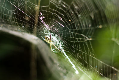 Close-up of spider web