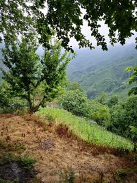 Scenic view of trees on field against sky