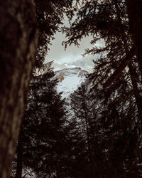 Low angle view of trees in forest against sky