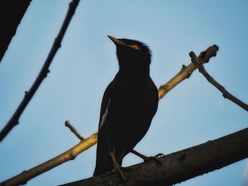 Low angle view of bird perching on tree against sky