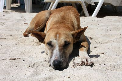 Dog relaxing on sand