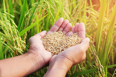 Cropped image of person holding rice seeds on field