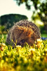 Close-up of an animal on grass