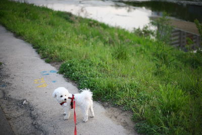 View of dog on footpath