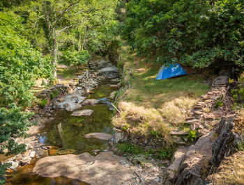 Scenic view of river flowing through forest