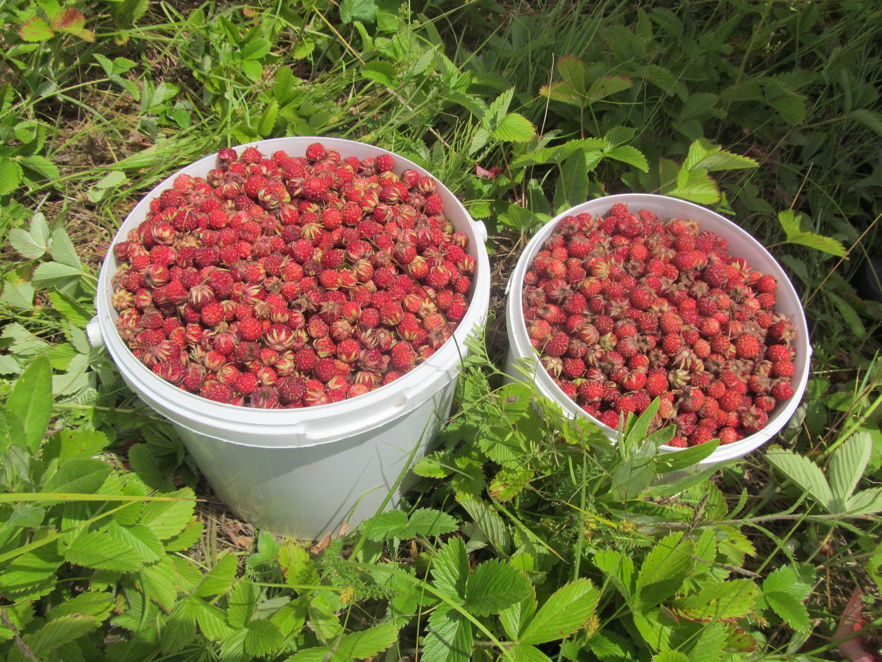 HIGH ANGLE VIEW OF FRUITS GROWING IN CONTAINER IN PARK