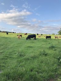 Flock of sheep grazing in field