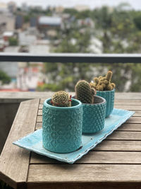 Close-up of succulent plant on table