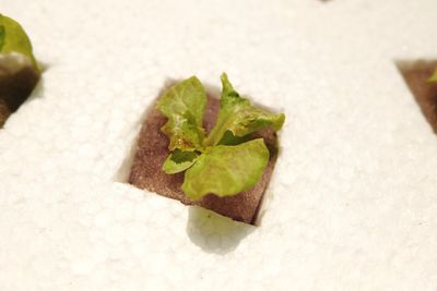 High angle view of leaf in plate