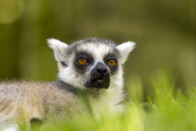 Close-up of an animal