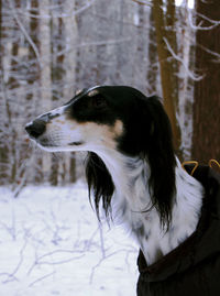 Close-up of dog in winter