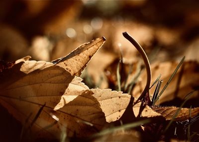 Close-up of dried autumn leaves on land