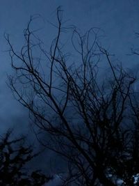 Low angle view of silhouette bare tree against sky