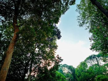 Low angle view of trees against sky