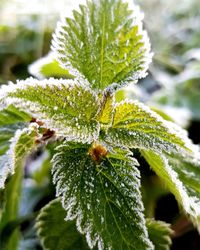 Close-up of frozen plant