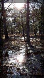 Sun shining through trees