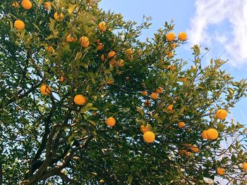 Low angle view of orange tree against sky