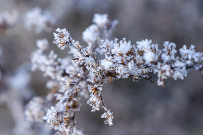 Close-up of frozen flower tree during winter