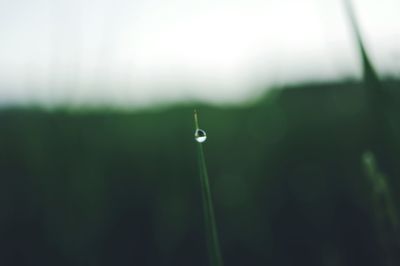 Close-up of water drop on grass