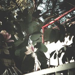 Low angle view of flower hanging on tree