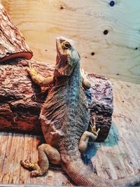 Close-up of lizard on wood