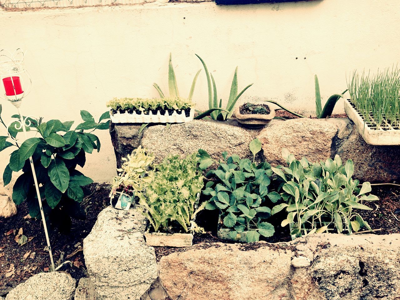 plant, growth, wall - building feature, leaf, growing, green color, potted plant, wall, nature, built structure, day, outdoors, rock - object, no people, close-up, cactus, sunlight, architecture, high angle view, stone - object