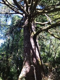 Low angle view of trees in forest