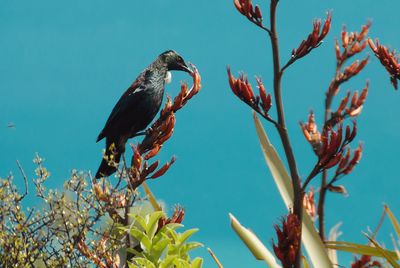 Low angle view of bird perching on tree against blue sky