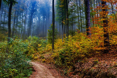 Trees growing in forest during autumn