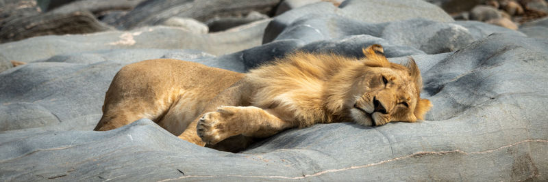 Panorama of young male lion lying sleeping