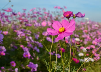Close-up of pink cosmos flowers