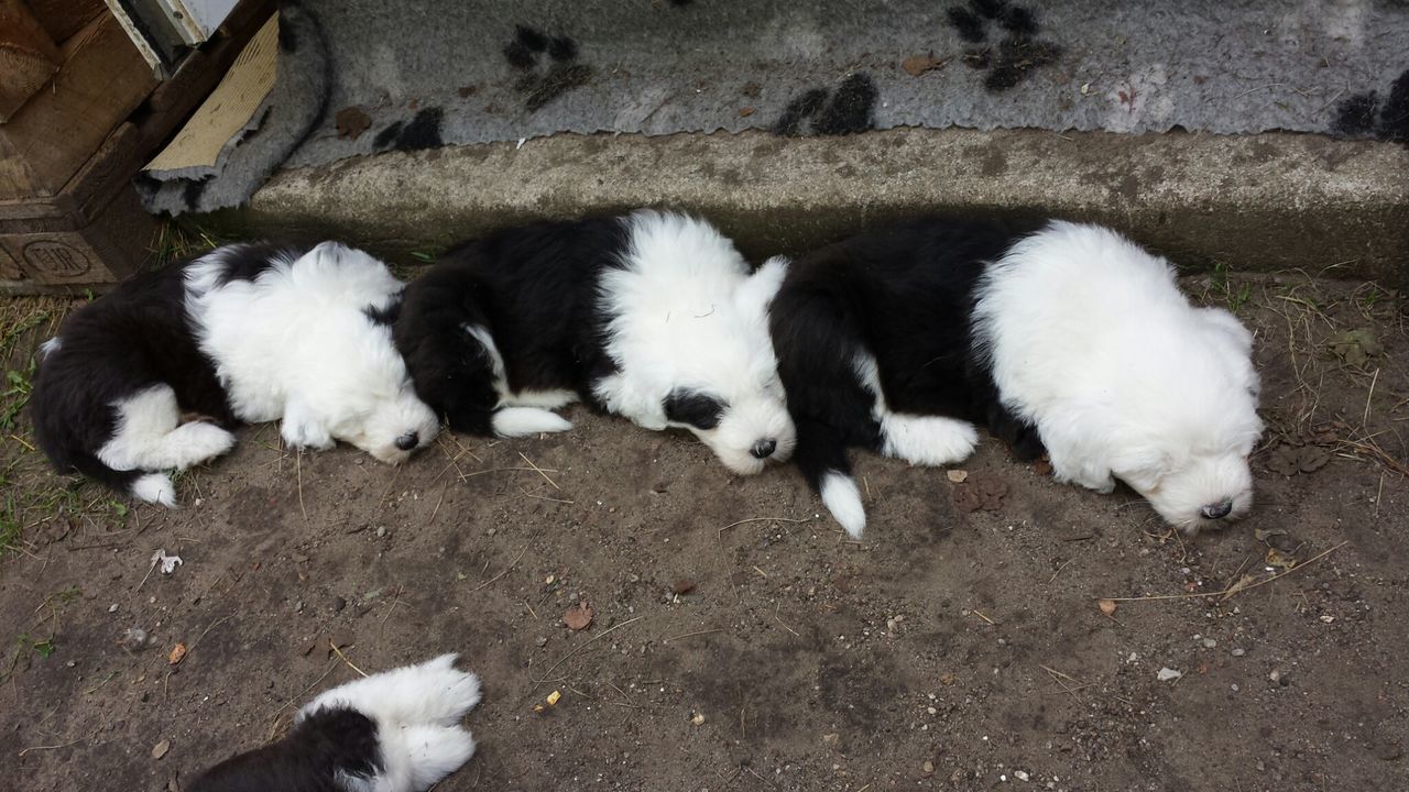 animal themes, domestic animals, pets, mammal, one animal, domestic cat, cat, relaxation, lying down, high angle view, dog, resting, sleeping, feline, two animals, white color, relaxing, no people, zoology, stray animal