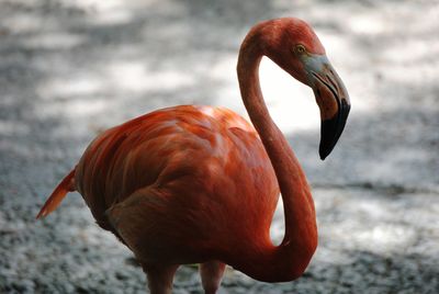 Close-up of bird