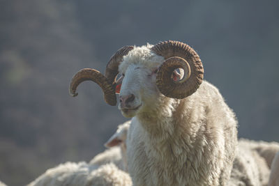 Ram with big horns