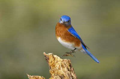 Close-up of bird perching on wood