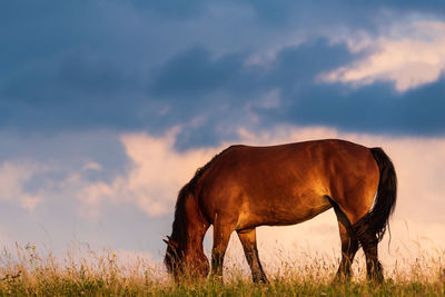 Horse grazing in field