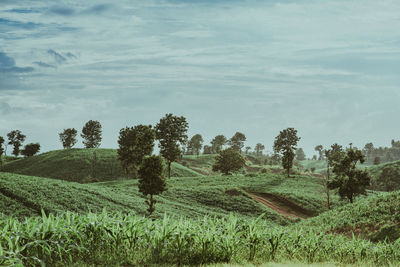 Trees on field against sky