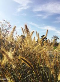 Close-up of stalks in field against sky