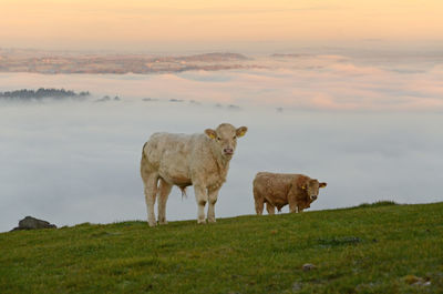 Cattle standing in a field on a hillside above a cloud layer
