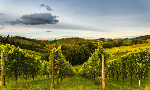 Scenic view of agricultural field against sky