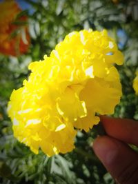 Close-up of hand holding yellow flower