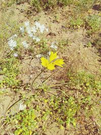 Close-up of yellow flower plant